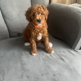 Poodle Puppies from Polina Walker's Poodles