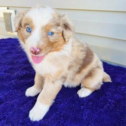 Maisie - Red merle female Australian Shepherd puppy in Charlotte, North Carolina from Awesome Aussies