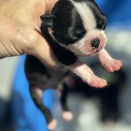 Boy Yellow - Black and white male Boston Terrier puppy in Mc Donough, Georgia from Ballard Boston Terriers