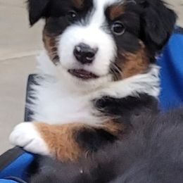 Miniature Australian Shepherd puppies from All About Me MAS