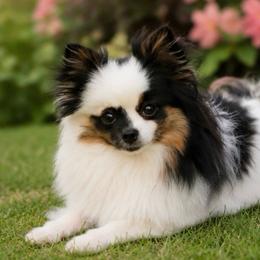 Briella - Pomeranian