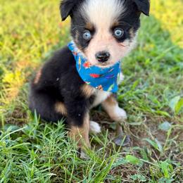 Cloud - Black tri male Toy Australian Shepherd puppy in Puryear, Tennessee from A&W Toy Aussies