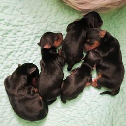 Yorkshire Terrier puppies from Ellie's Cute as a Button Yorkies