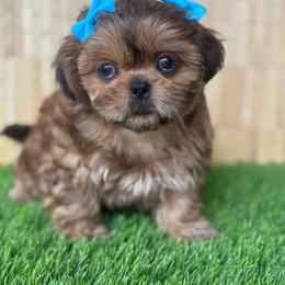 Pixie - Brindle female Shih Tzu puppy in San Tan Valley, Arizona from My Puppy Tzu