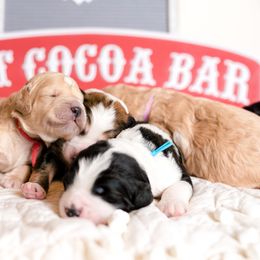 Bernedoodle Puppies from Sugarcreek Haven Bernedoodles