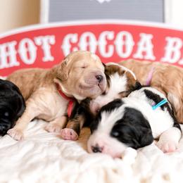 Bernedoodle Puppies from Sugarcreek Haven Bernedoodles