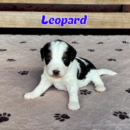 Leopard - Black and white male Bernedoodle puppy in Banner Elk, North Carolina from Walnut Tree Bernedoodles