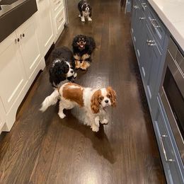 Cavalier King Charles Spaniel All Grown Up from Royal Flush Cavaliers