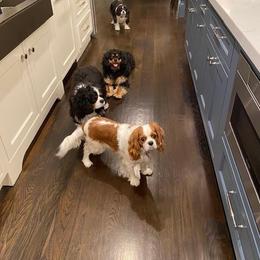 Cavalier King Charles Spaniel All Grown Up from Royal Flush Cavaliers
