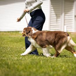 Australian Shepherd All Grown Up from CherryCove Aussies