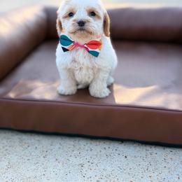 Amelia Bedelia - Caramel cream female Australian Labradoodle puppy in Calhoun, Louisiana from Arrowhead Australian Labradoodles
