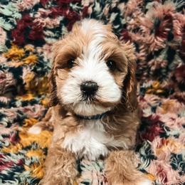 Navy Boy - Red  male Goldendoodle puppy in Richmond, Kentucky from The Doting Doodle