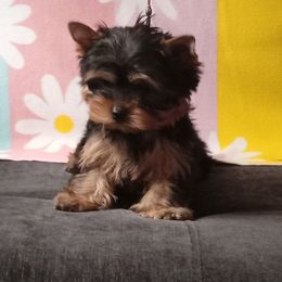 Fancy - Blue and gold female Yorkshire Terrier puppy in Pinellas Park, Florida from Silversands Yorkshire Terriers