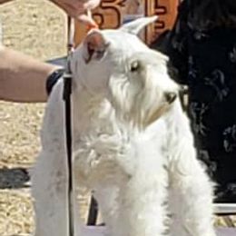 Sandy - Miniature Schnauzer