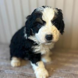 Zoomy - Tri-color male Bernedoodle puppy in Clarinda, Iowa from Root and Branch Bernedoodles