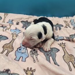 Baby Ruth - Tri-color female Bernedoodle puppy in Lancaster, Pennsylvania from NLB Mini Bernedoodles