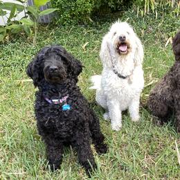 Labradoodles from Florida Doodle