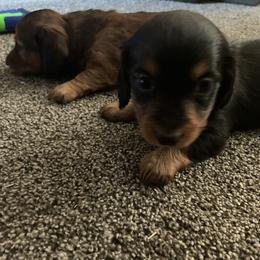 Ben - Black and tan male Dachshund puppy in Webbers Falls, Oklahoma from Dirty Creek Dachshunds and Corgis