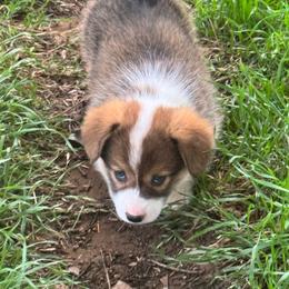 Sunny - Sable female Pembroke Welsh Corgi puppy in Millsap, Texas from Punchy Pembroke Ranch