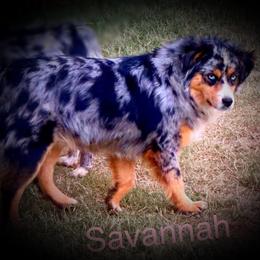 Savannah - Miniature Australian Shepherd