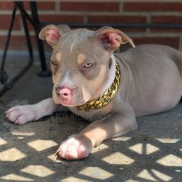 American Bully Puppies from Blueday Kennel