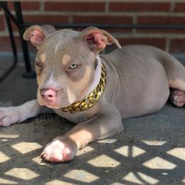 American Bully Puppies from Blueday Kennel