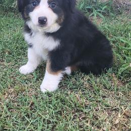 Dewey - Black tri male Miniature American Shepherd puppy in Depew, Oklahoma from Donna baumann