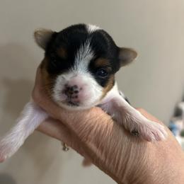 Parti girl - Parti female Yorkshire Terrier puppy in Hot Springs, Arkansas from Weslynn Kennels