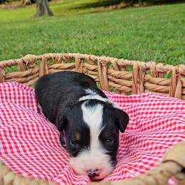 Smores - Tri-color female Bernedoodle puppy in Russell Springs, Kentucky from 270 Doodles