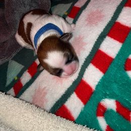 Dale - Gold and white male Shih Tzu puppy in Huber Heights, Ohio from Little Healthy Purebred Pups