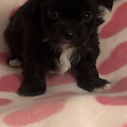 Girl Chorkie 2 - Black and white female Chihuahua puppy in Pounding  Mill, Virginia from Rosa's Chihuahuas