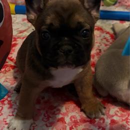 Elliott - Fawn male French Bulldog puppy in Jacksonville, North Carolina from Southern Comfort French Bulldogs
