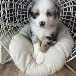 Australian Shepherd Puppies from Carmel Mountain Aussies