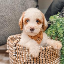 Tyler - Parti male Goldendoodle puppy in Iola, Texas from Supreme Doodles of Texas