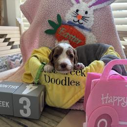Shyanne - Red  female Goldendoodle puppy in Chino Valley, Arizona from Bass Creek Doodles