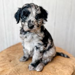 Olivia Rodrigo - Blue merle female Aussiedoodle puppy in Arlington, Washington from Doodle Love Laugh