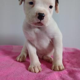 Puppy 2 Black - White and brindle male American Bulldog puppy in Kingsport, Tennessee from Iron Will American Bulldogs