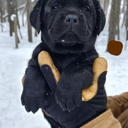 Boy 5 - Black male Labrador Retriever puppy in Plainwell, Michigan from Preuss Puppies