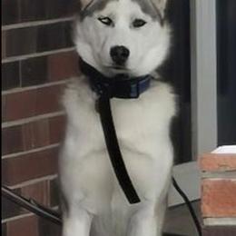 Jackie - Agouti and white female Gerberian Shepsky puppy in Louisville, Kentucky from Arsen's Purebreds & Hybrids