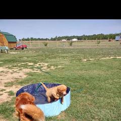Australian Shepherd and Nova Scotia Duck Tolling Retriever Puppies from Tanglewood Tollers and Aussies