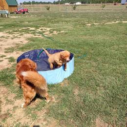 Australian Shepherd and Nova Scotia Duck Tolling Retriever Puppies from Tanglewood Tollers and Aussies