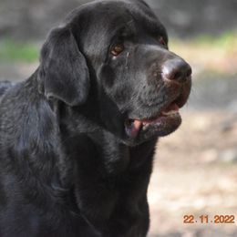 GRU - Labrador Retriever