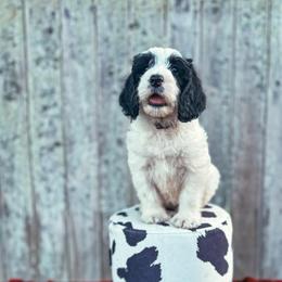Lily - Parti female Labradoodle puppy in Elizabeth City, North Carolina from Howdy Doodles
