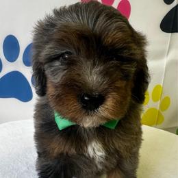 Green Boy - Merle male Bernedoodle puppy in Horseshoe Bend, Idaho from Over the Moon Poodles and Doodles