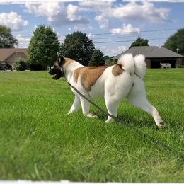 Akita All Grown Up from Komai Akitas