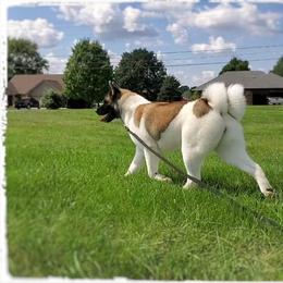 Akita All Grown Up from Komai Akitas