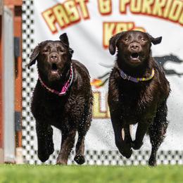 Labrador Retriever puppies from Rose Gold Retrievers