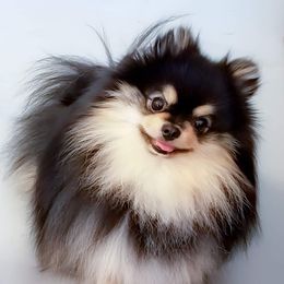 Badger - Pomeranian