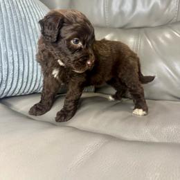 Muffy - Brown and white female Aussiedoodle puppy in Lake City, Florida from Dream Hollow Farm