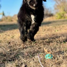 Sheepadoodle Puppies from Mulberry Ride Doodles